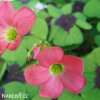 Ctyrlistek Oxalis Deppei 9