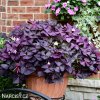 fialovy stavel Oxalis Triangularis 2