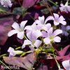 fialovy stavel Oxalis Triangularis 5