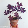 fialovy stavel Oxalis Triangularis 7