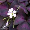 fialovy stavel Oxalis Triangularis 8