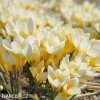 svetle zluty krokus cream beauty 2