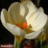 svetle zluty krokus cream beauty 3