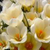 svetle zluty krokus cream beauty 4