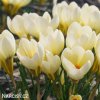 svetle zluty krokus cream beauty 1