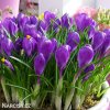 fialovy krokus flower record 4