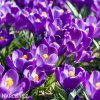 fialovy krokus flower record 5