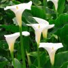 Kala Aethiopica 04