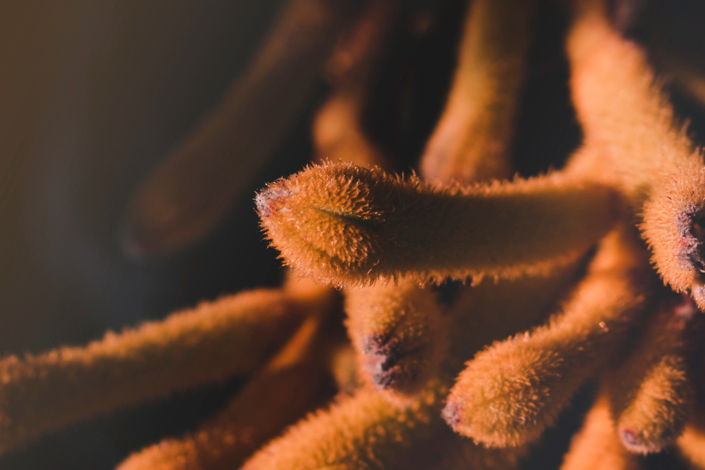 Cordyceps (housenice čínská): vzácná vitální houba z Tibetu