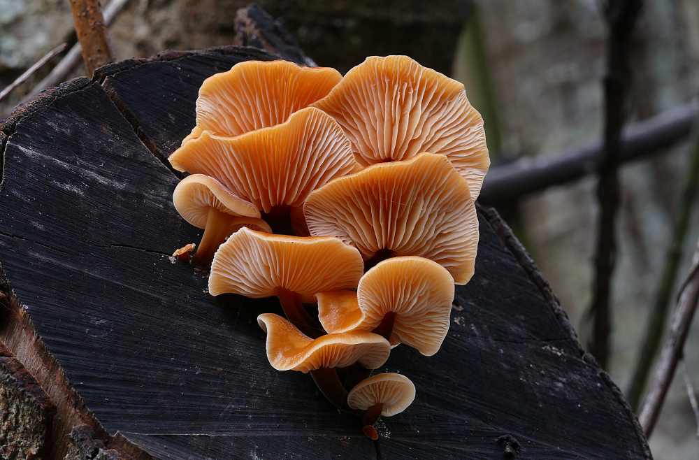 Reishi (Ganoderma lucidum): houba nesmrtelnosti mezi adaptogeny
