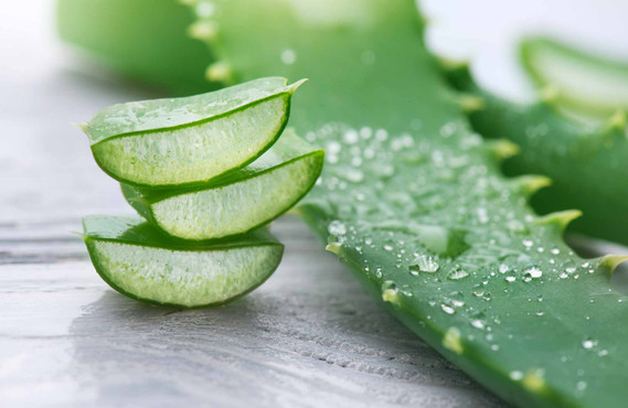 Aloe vera (Aloe barbadensis): „rostlina nesmrtelnosti" starověku