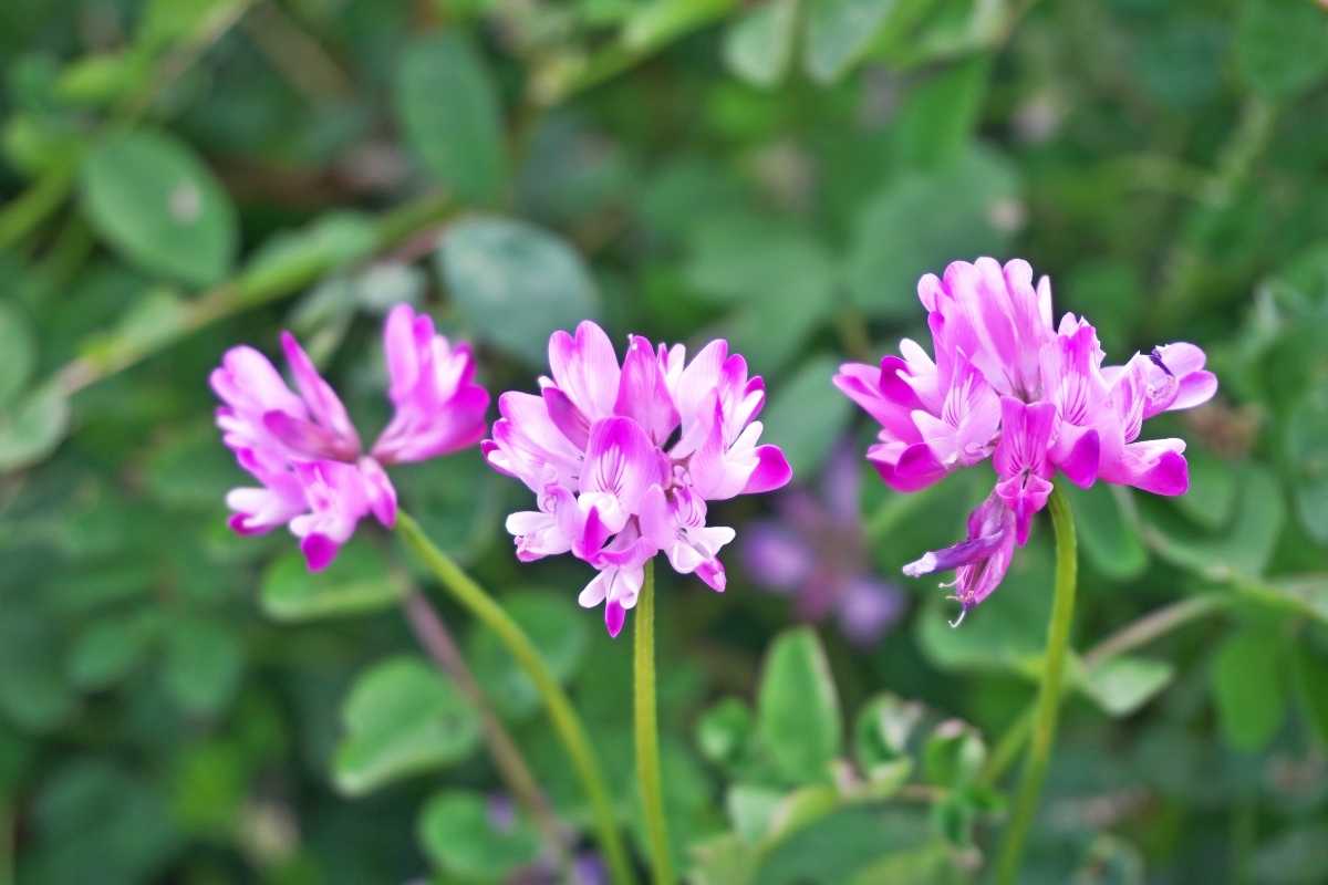 Astragalus (kozinec blanitý): „žlutý vůdce" čínské medicíny