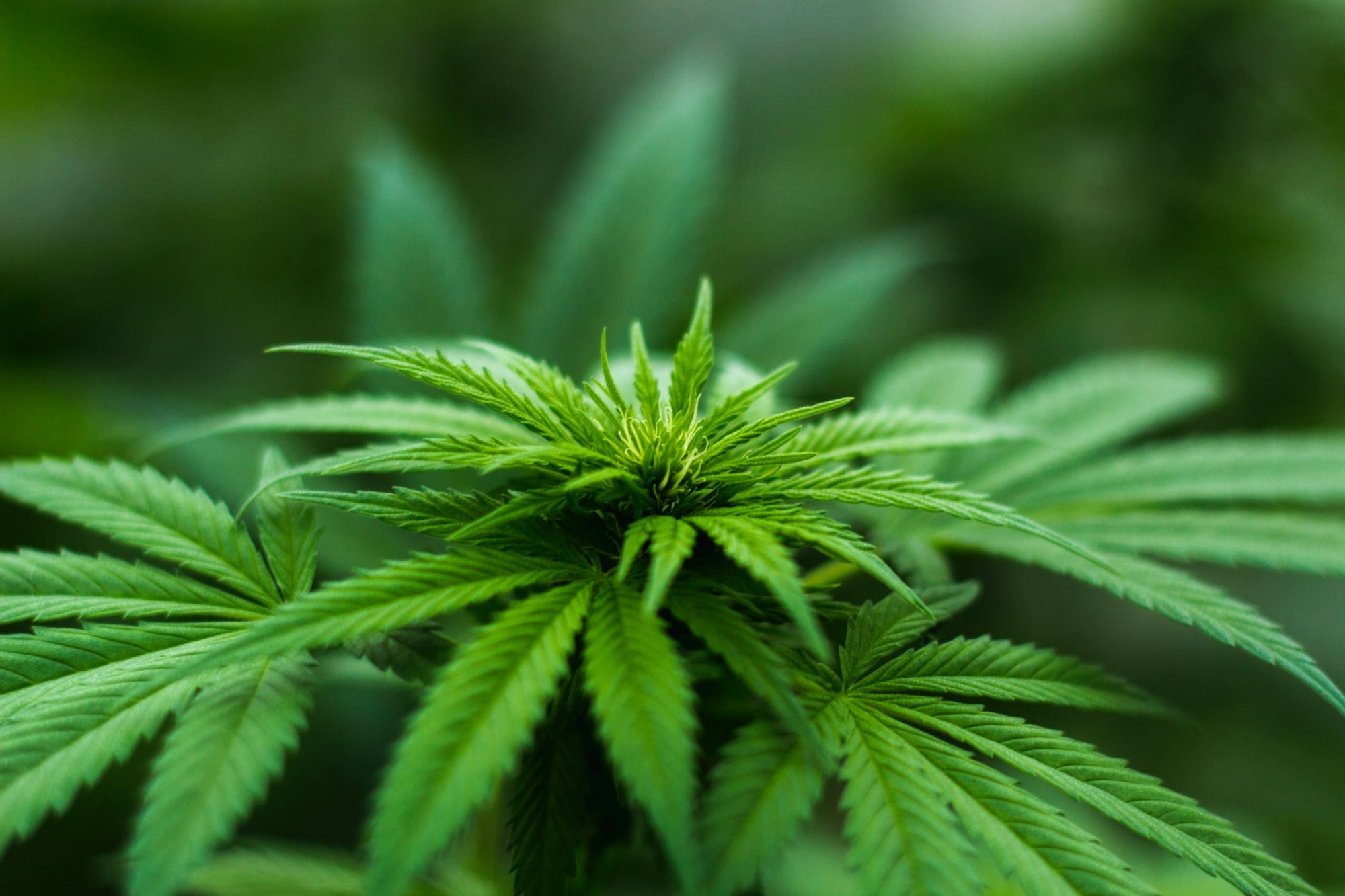 Konopí seté (Cannabis sativa): konopný olej pro regeneraci pokožky