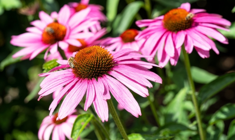 Echinacea (třapatka nachová): severoamerická bylina pro imunitu