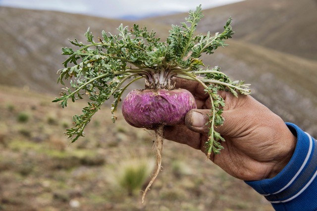 Maca peruánská (Lepidium meyenii): kořen z And zvaný peruánský ženšen