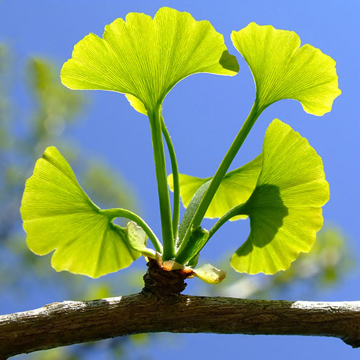 Ginkgo biloba (jinan dvoulaločný): živoucí fosilie mezi stromy