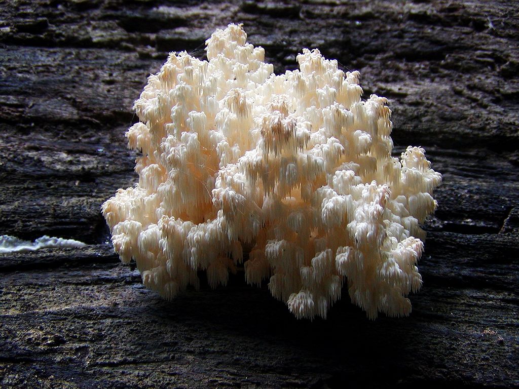 Hericium (korálovec ježatý): houba zvaná Lví hříva