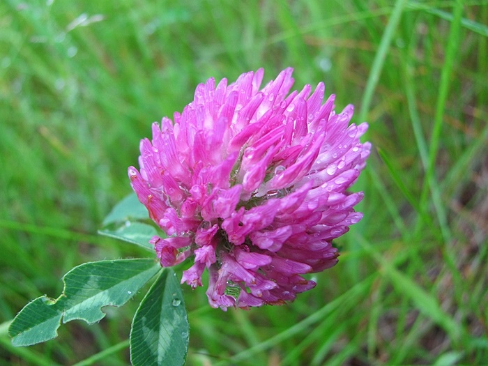 Červený jetel (Trifolium pratense): luční bylina s fytoestrogeny