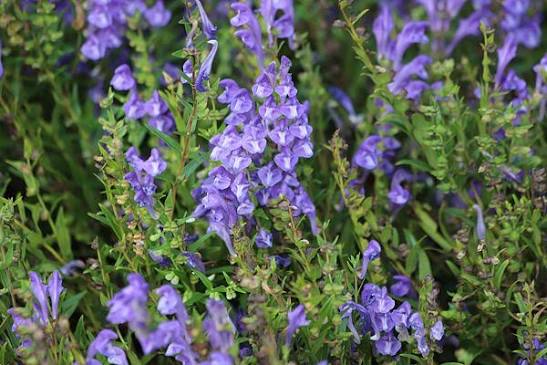 Šišák bajkalský (Scutellaria baicalensis): „zlatá bylina" z Bajkalu