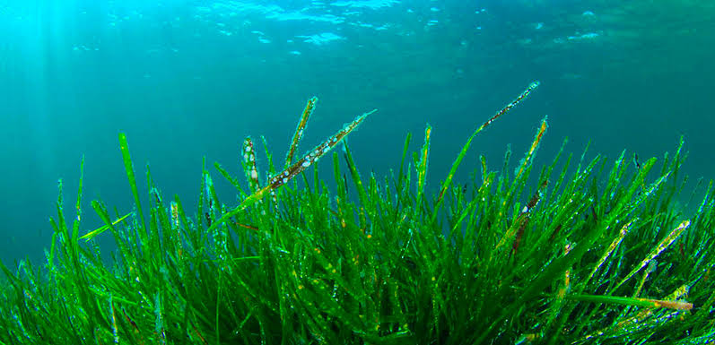 Spirulina (Arthrospira platensis): modrozelená superpotravina