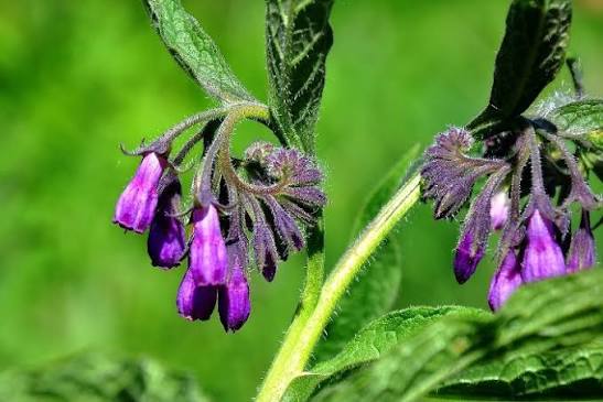 Kostival lékařský (Symphytum officinale): bylina zvaná „kostizrostlá"