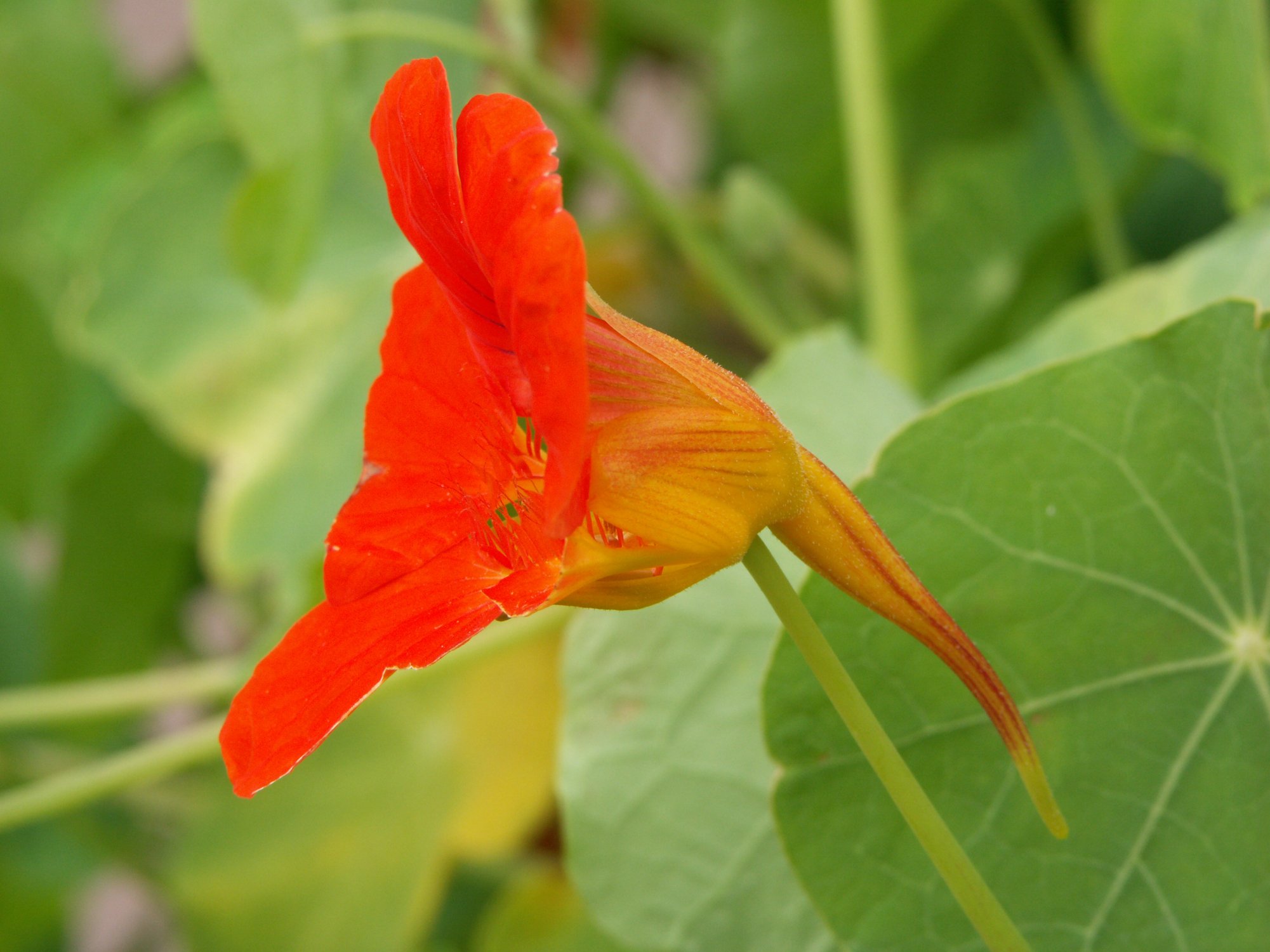 Lichořeřišnice větší (Tropaeolum majus): pikantní bylina pro močové a dýchací cesty