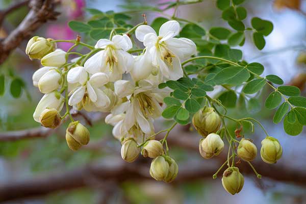 Moringa olejodárná (Moringa oleifera): „strom života" z podhůří Himálaje