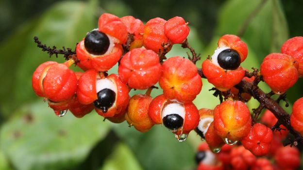 Guarana (Paullinia cupana): amazonská liána zvaná „oči pralesa"