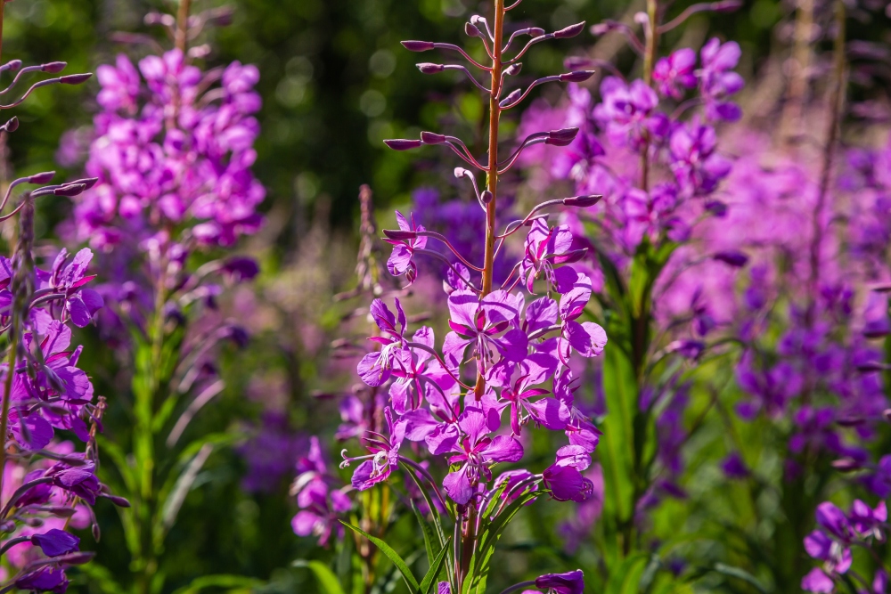Vrbovka malokvětá (Epilobium parviflorum): bylina lidové medicíny pro muže