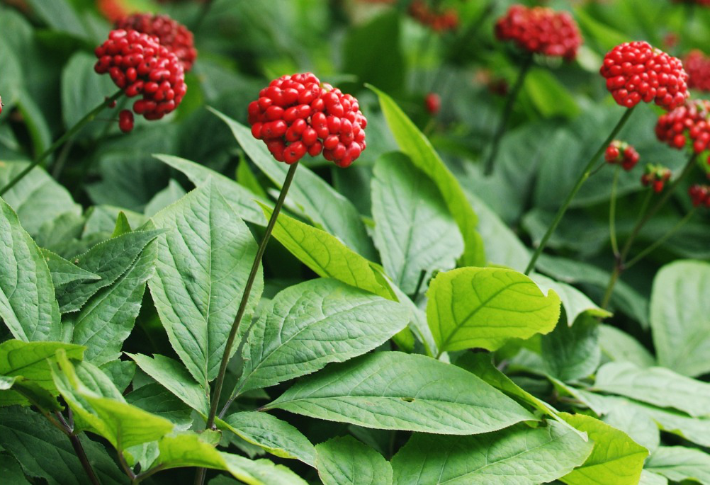 Ženšen pravý (Panax ginseng): „mužský kořen" čínské medicíny