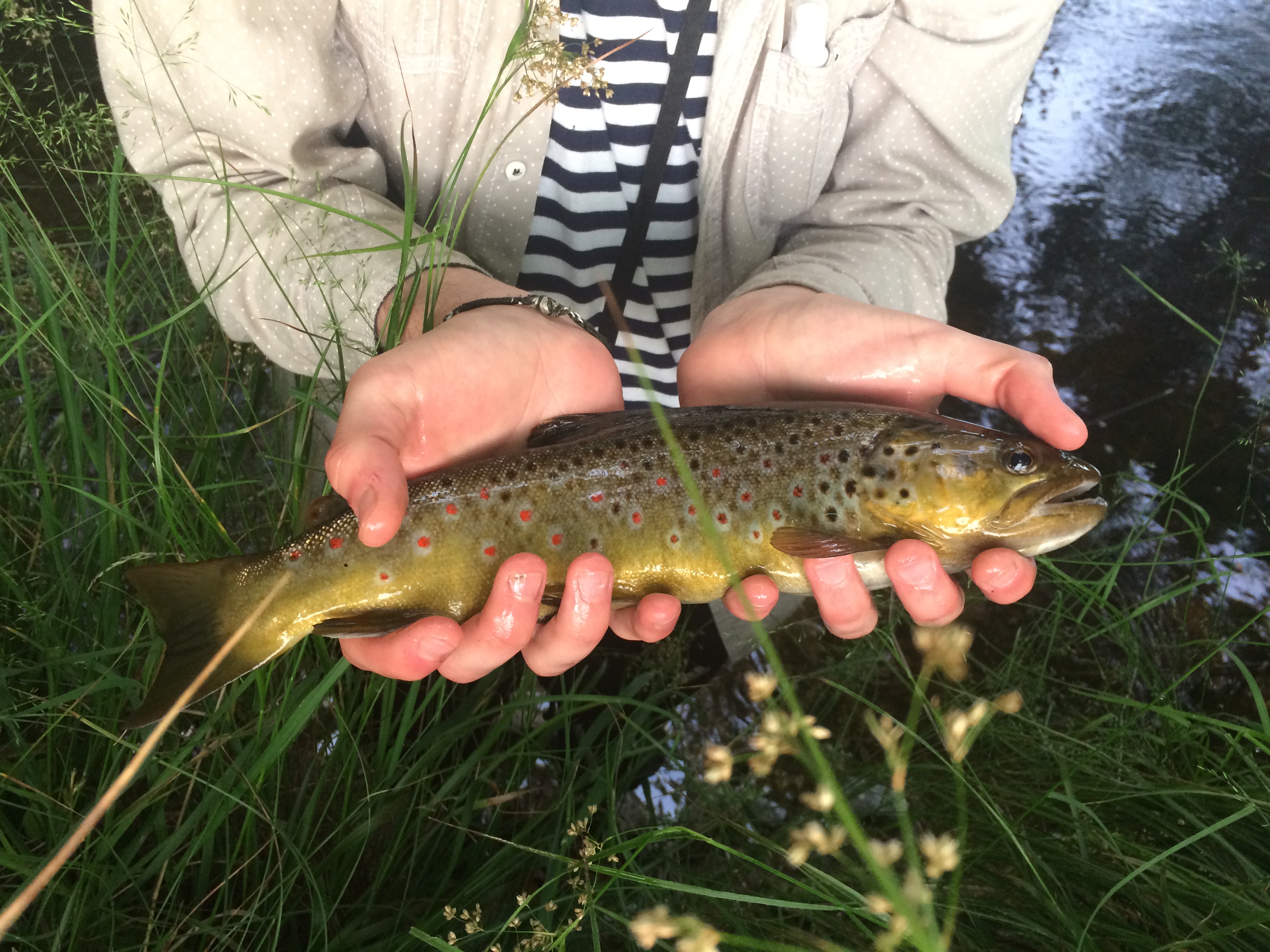 Základní druhy ryb v našich vodách (1.část)