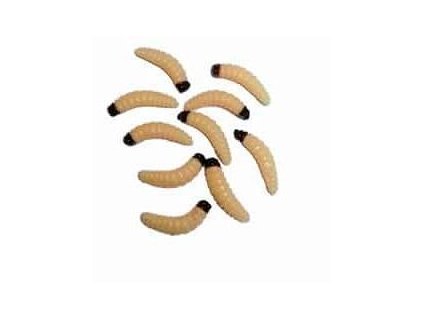 behr imitace velkych cervu jumbo worms 61826126 z1