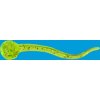 Relax Sperm Worm 1" (4 cm) - SW1-CS001