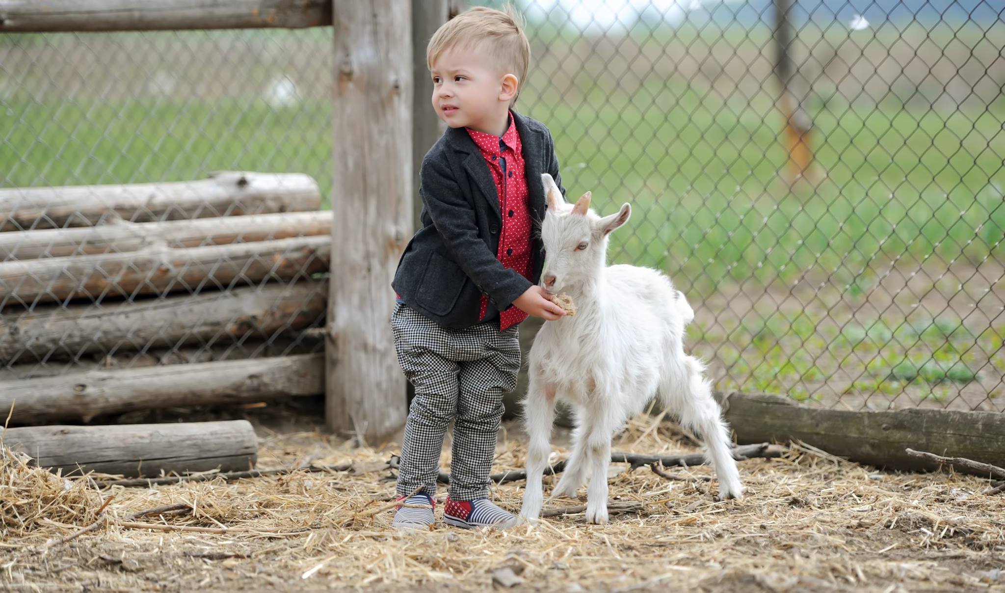 Proč je kozí mléko lepší než kravské