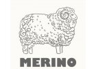 Merino