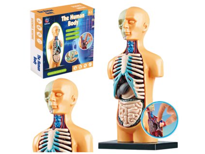 Anatomický Edukační Model Lidského Těla Orgány