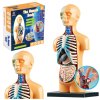 Anatomický Edukační Model Lidského Těla Orgány