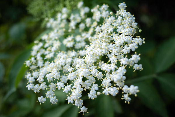 Bezový květ, zázračná rostlina, jeho správné sušení a recept na domácí limonádu