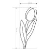 tulipan 1 s16