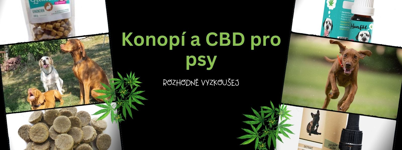 Konopí a CBD pro psy