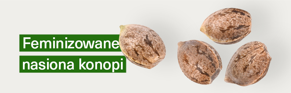 Feminizowane nasiona konopi