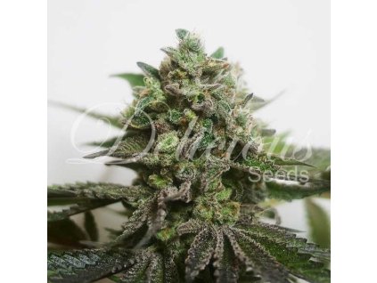 semena konopi delimed cbd plus