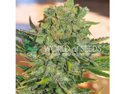 semena konopi tonic ryder bud