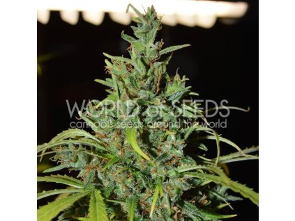 Neville Haze Auto (Balení 12 ks)