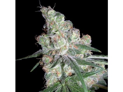 Chocolope (Balení 3 ks)