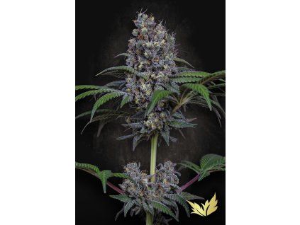Sweetopia Paradise Seeds happy seeds