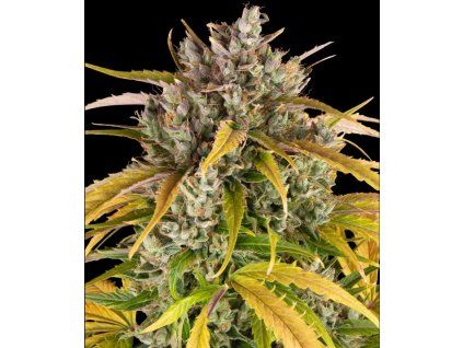 semena konopi lsd auto