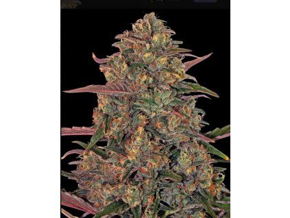 semena konopi pineapple chunk