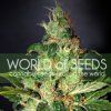 Chronic Haze (Balení 3 ks)