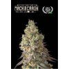 mack crack auto